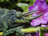Head of a Male Jackson's Chameleon (Chamaeleo Jacksoni)