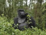 Silverback Mountain Gorilla Sitting (Gorilla Beringei Beringei)  Volcanoes National Park  Rwanda