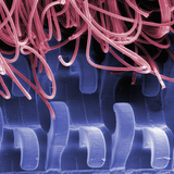 Velcro  SEM X30  500Um