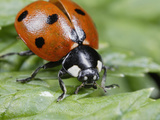 Seven-Spotted Lady Beetle (Coccinella Septempunctata)