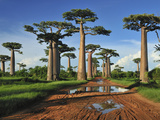 Grandidier´S Baobab (Adansonia Grandidieri)  Near Morondava  Madagascar