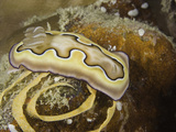 A Nudibranch or Sea Slug (Chromodoris Coi) Laying Eggs on Coral  Yap  Micronesia  Pacific Ocean