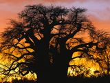 African Baobab Tree (Adansonia Digitata) Silhouetted at Sunset  Tarangire National Park  Tanzania
