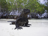 Marine Iguana (Amblyrhynchus Cristatus)