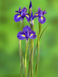 Iris Flowers