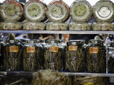 Glasses Jars Full of Dried Seahorse for Sale as Aphrodisiacs at a Medicine Shop in Guangzhou  China