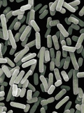 (Escherichia Coli) Bacteria  Commonly known as E Coli  Sem X1
