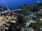 The Banded Seakrait or Yellow-Lipped Seakrait  (Laticaudcolubrina)