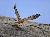 Common Kestrel (Falco Tinnunculus) in Flight  Serengeti National Park  Tanzania  Africa