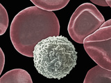 Red and White Blood Cells Red Blood Cells Take Oxygen from the Lungs