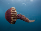 Black Sea Nettle (Chrysaora Achlyos) Los Coronados