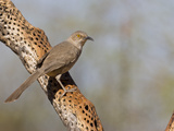 Curve-Billed Thrasher (Toxostoma Curvirostre)  Sonoran Desert  Arizona  USA