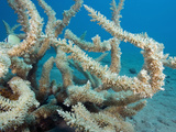 This Delicate Hard Coral  (Acropora Subglabra) Is Found in Protected Areas