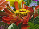 Chrysanthemum Flower