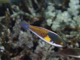 Blueside Wrasse (Cirrhilabrus Cyanopleura)  Philippines