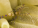 A Spotted Cleaner Shrimp (Periclimenes Yucatanicus) on it's Host Sea Anemone  Caribbean