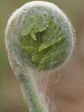 Cinnamon Fern Fiddlehead Unfurling  Osmunda Cinnamomea  Northeastern USA