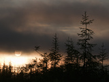 The Sun Sets Behind a Stand of Larch Trees in Siberia's Boreal (Taiga) Forest