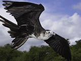 An Young Magnificent Frigatebird (Fregata Magnificens)In Flight over Santa Cruz Island