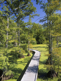 Boardwalk Through a Bald Cypress Swamp (Taxodium Distichum) Reelfoot Lake National Wildlife Refuge