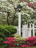 Azaleas and Flowering Dogwood Tree Along White Picket Fence