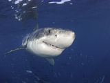 Great White Shark (Carcharodon Carcharias)  Guadalupe Island  Mexico