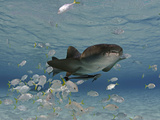 Nurse Shark (Ginglymostoma Cirratum) Swimming Among a School of Juvenile Jacks and a Remora