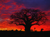 African Baobab Tree (Adansonia Digitata) Silhouetted at Sunset  Tarangire National Park  Tanzania