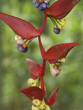 Heliconia Flowers (Heliconia Vaginalis)  Belize