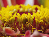 Chrysanthemum Flower