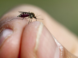 Blood-Filled Mosquito  Polaris Project  Russia  Sakha Republic  Siberia  Yakutia  Arctic  Captive