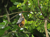 Rodrigues Flying Fox or Fruit Bat (Pteropus Rodricensis)  Rodrigues Island  Mauritius