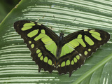 Pearly Malachite Butterfly Adult (Siproeta Stelenes)  Colombia