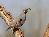 Gambel's Quail (Callipepla Gambelii) Male Perched on a Dead Cholla Cactus Stem  Sonoran Desert  USA