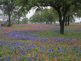 Texas Bluebonnets  Lupinus Texensis  and Texas Paintbrush  Castillejindivisa