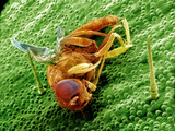 A Fruit Fly (Drosophila) Trapped in a Venus Flytrap (Dionaea Muscipula)  SEM