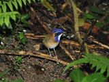 Pitta-Like Ground Roller (Atelornis Pittoides)  Masoala National Park  Madagascar