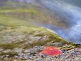 Leaf and Flowing Water  Swift River  White Mountain National Forest  New Hampshire