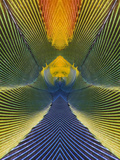 Scarlet Macaw Abstract Feather Pattern (Ara Macao)