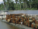 Barge Loaded with Rainforest Logs in the Amazon River  Para  Brazil