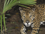 Jaguar (Panthera Onca)  Belize