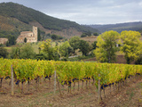 Vineyard and St Antimo Abbey  Montalcino  Italy  Tuscany