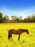 Chestnut Colored Horse Standing in a Beautiful Golden Yellow Field