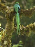 Resplendent Quetzal Male Perched on a Lichen Covered Branch (Pharomachrus Mocinno) Cierro La Muerte