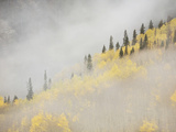 Clouds Envelope a Mountainside of Aspen Trees in their Autumn Splendor