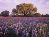 Field of Texas Paintbrush and Texas Bluebonnet Wildflowers and a Live Oak Tree