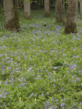 Forest Floor Covered in Phlox and Yellow Trillium Flowers  Great Smoky Mountains National Park