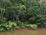 Tropical Rainforest in Andasibe-Mantadia National Park  Madagascar