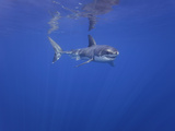 Great White Shark (Carcharodon Carcharias)  Guadalupe Island  Mexico