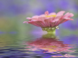 Single Zinnia (Zinnia Elegans) Flower with Out of Focus Background  Compositae